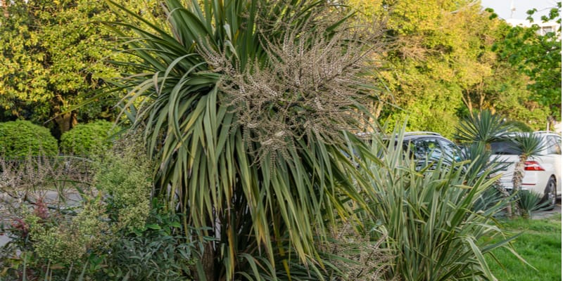 In this guide, I discuss how to prune cordylines, when and why you actually do it. I go over pruning techniques, how far to prune and more