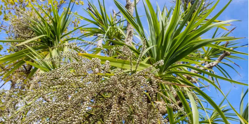 Cordylines typically grow between between 2 and 5 meters tall but it depends on the variety, how you grow them and if you prune and more