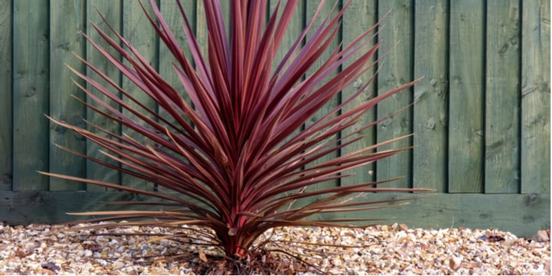 in this guide, you will learn everything you need to know to grow cordyline from planting, winter protection and even propagating them.