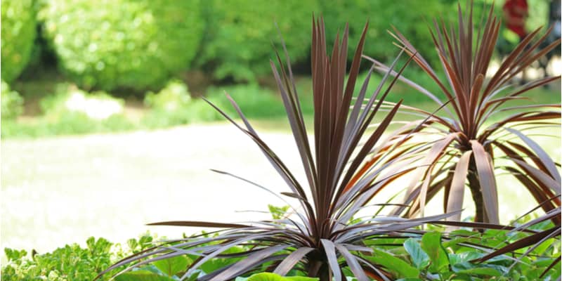Learn how to grow Cordyline Red Star from choosing the right position and soil to winter care and propagating them. Learn more
