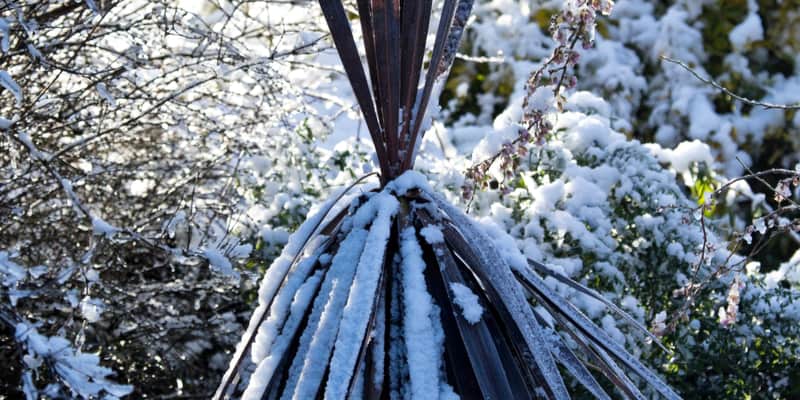 Cordyline plants need winter protection so in this guide I will show you how to protect a Cordyline in winter and what you need to do.