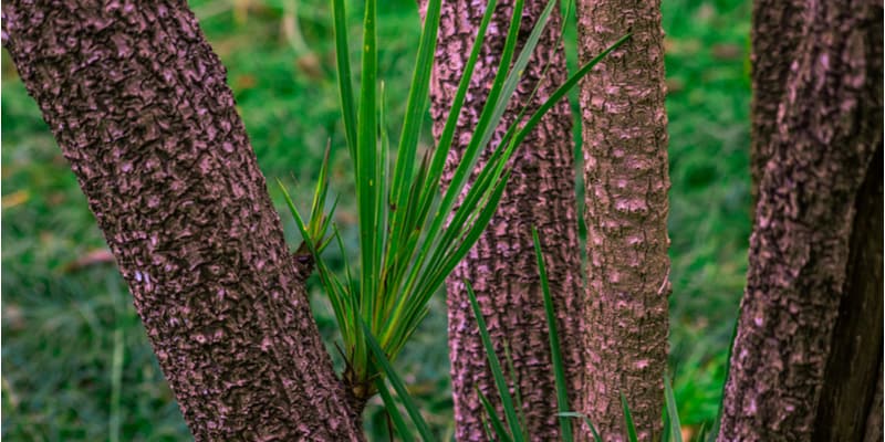 how to revive a dying cordyline