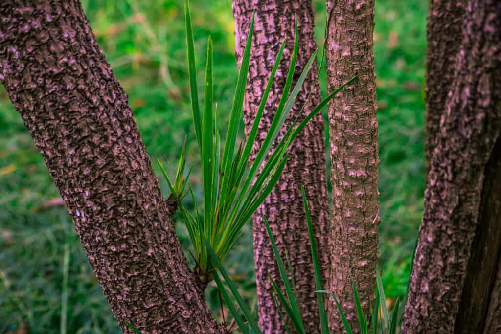 Small side shoots on cordyline that can be removed and used as cuttings to grow new plants