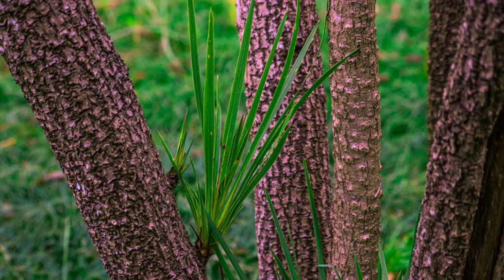In this guide, i'm going to show you how to take cuttings from Cordylines. i cover two methods, stem shoots and suckers cuttings. Learn more