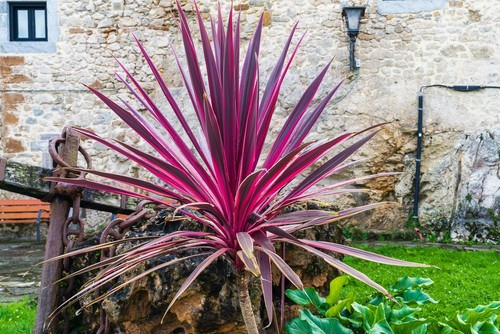 one of the more colourful varieties of cordyline but there are far less likely to flower than the common green cordylines