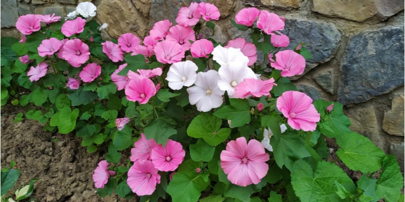Lavatera has soft foliage that is attractive to pests. In this guide, I show you what is probably eating your lavatera leaves & how to treat