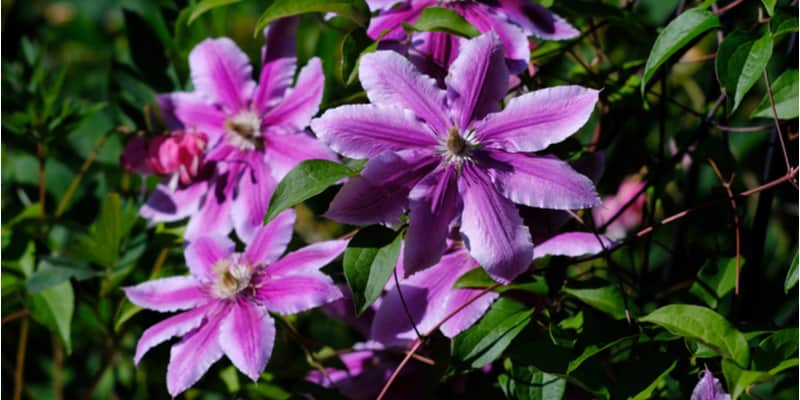 In this guide I look at some of the best clematis for shade including some of my all time favourite varieties such as 'Nelly Moser.