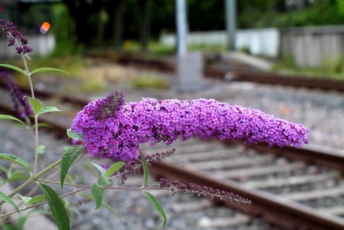 Buddleia can be invasive and grow from brick walls, wasteland and rail tracks