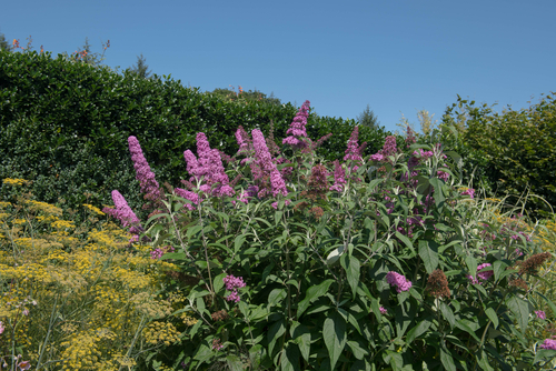 Buddleia that is pruned once a year in spring to maintain lots of foliage and flowers and prevent bare stems lower down