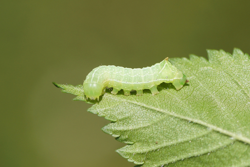 Caterpillars eating plants