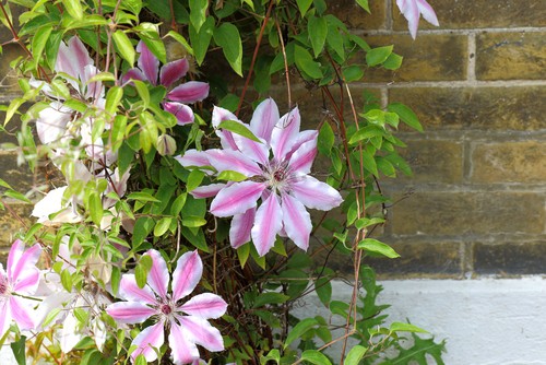 Clematis Nelly Moser ideal for shady position