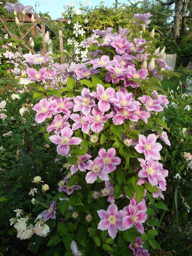 Clematis Piilu grows well in shady spots