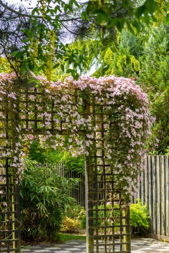 Clematis montana growing over archway under trees