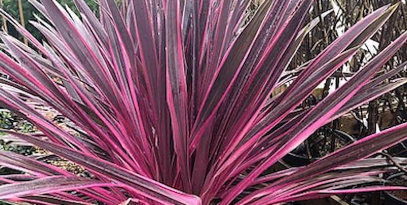 Learn how to grow and care for Cordyline Pink Passion cabbage palms. They prefer a sheltered site in full sun or semi-shade.