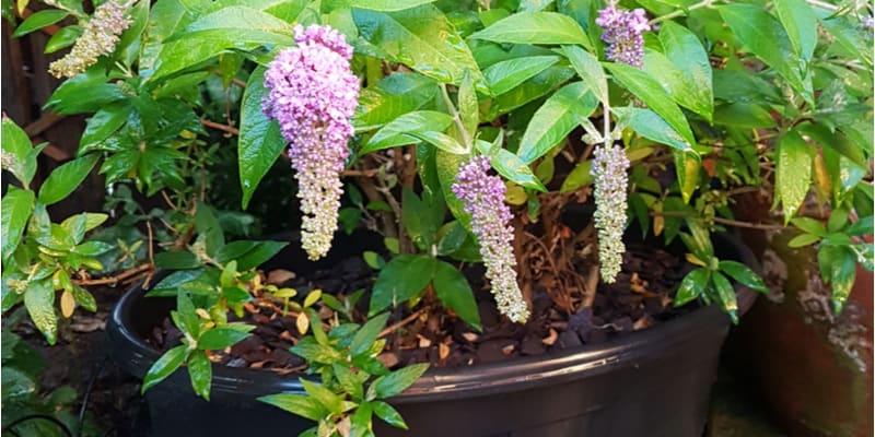 In this guide I show you how to grow Buddleias in pots from choosing the variety, a right size pot and compost to care and pruning.