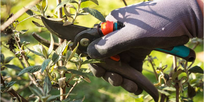 In this guide, I show you when and how to prune Buddleia bushes. Prune in spring just after new growth shoots about 30-40 cm above the ground