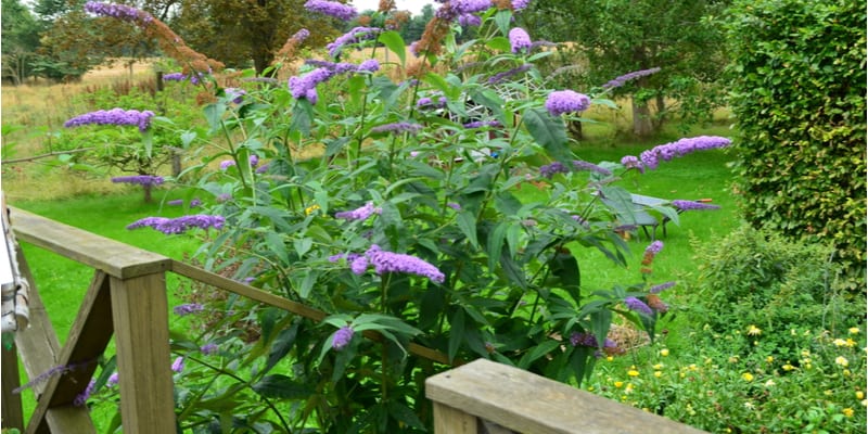In guide, I talk about how to grow Buddleia bushes from choosing the right variety, planting, general care and then finish off with propagation.