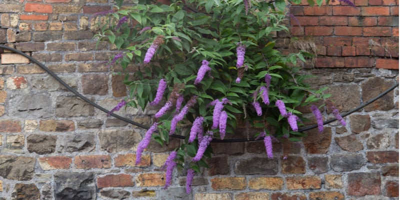 How to kill a Buddleia