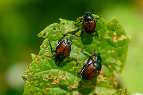 Japanese beetles that destroy plants