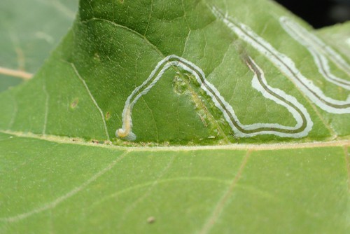 Leaf Miner larvae tunneling through leaf