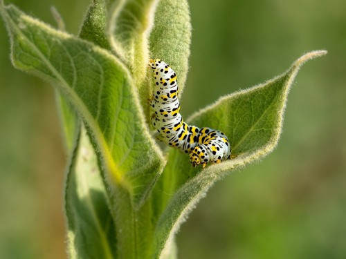Mullein caterpillar thats like to eat buddleia leaves