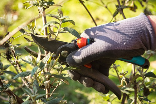 Pruning buddleia encourage new growth and controls the size and helps prevent wilting too