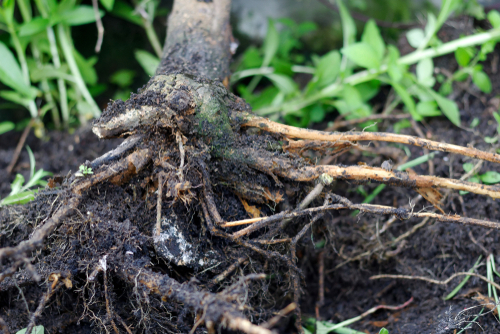 Root rot effected plants