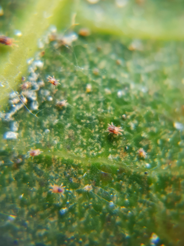 Red spider mites that attack palm trees