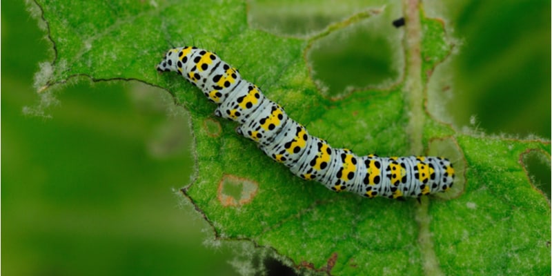 Buddleia is a strong hardy plant but some insects can take a liking to their leaves. These include the Mullein moth caterpillars and beetles.
