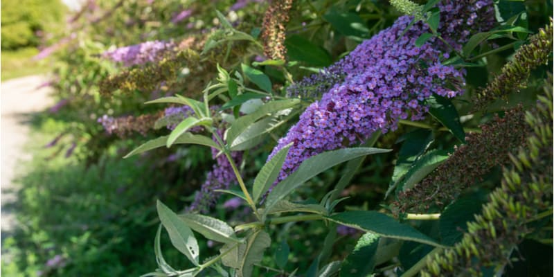 why is my butterfly bush turning yellow
