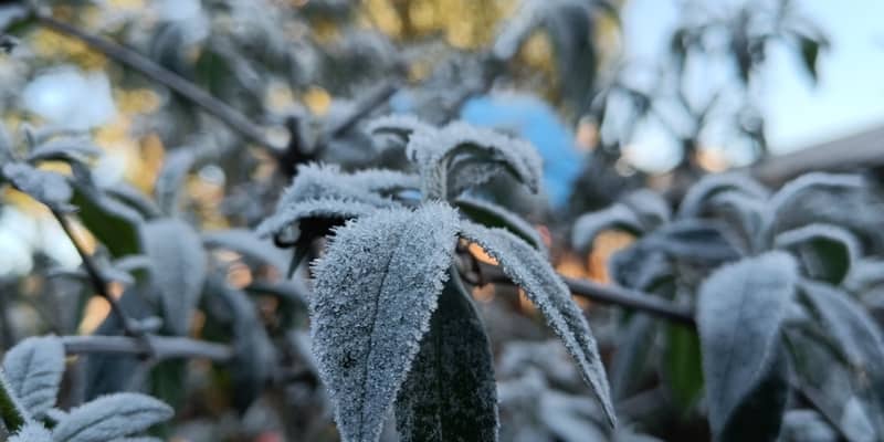 In this guide, I provide the most common reasons why your Buddleia is probably wilting including root rot to watering issues and root shock.