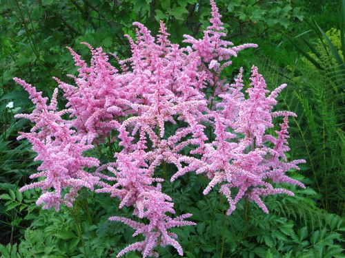 Astilbe perfect for a shady position on the patio