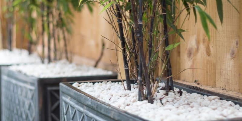 in this guide, I look at some of my favourite bamboos to grow in containers including black bamboo & Fargesia nitida. See my recommendations