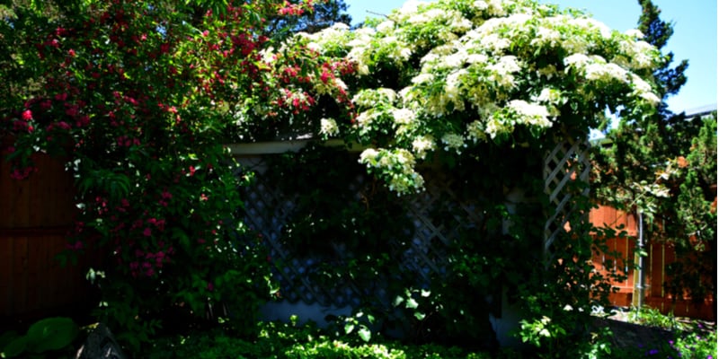 In this guide I look at some of the best climbers for shade for positions such as north facing walls or under trees. These include clematis alpina and more