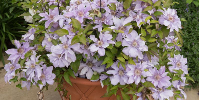 In this guide, I share my favourite climbers for pots and containers including clematis, exotic hardy passion flowers & other climbing plants