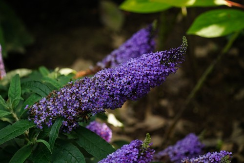 Buddleia Buzz dwarf butterfly bush ideal for pots and containers
