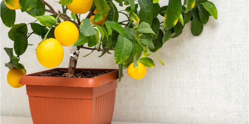 I often get asked Can I leave my lemon tree outside in winter and the answer is it depends on how cold and wet it gets.