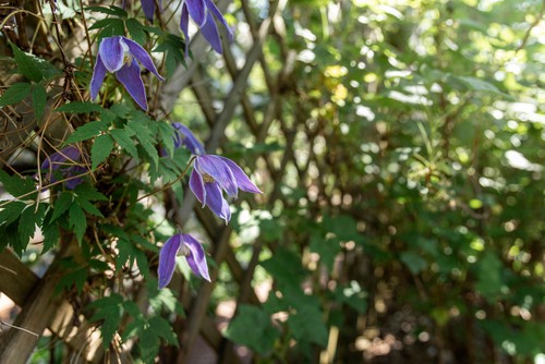 Clematis Alpina are great for growing in shade and under trees