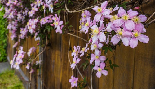 Clematis montana which is a suitable clematis for a shady south facing wall