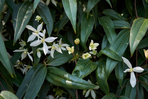 Clematis armandii is a good evergreen climber for covering a wall or fence fast