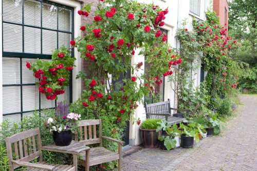 Climbers roses that grow well in large pots