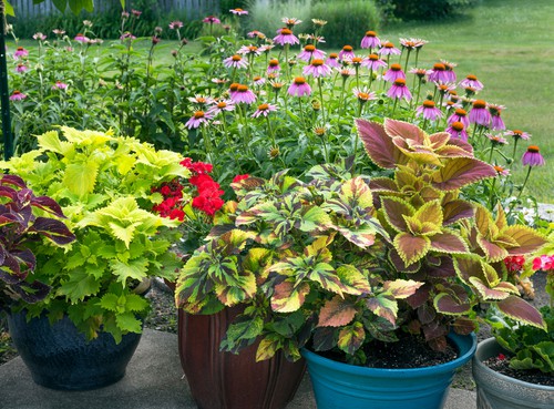 Coleus plants in containers which grow well in a more semi shaded spot