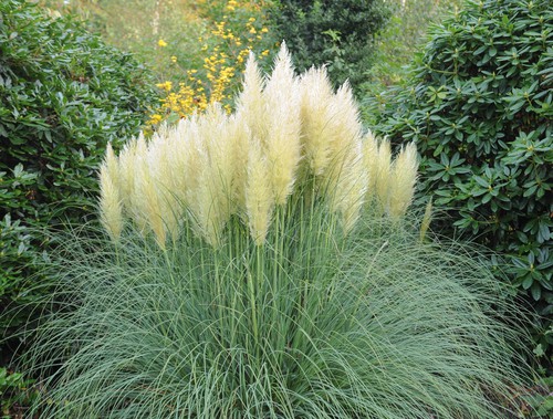 Cortaderia selloana ‘Pumila’ (Dwarf pampas grass)