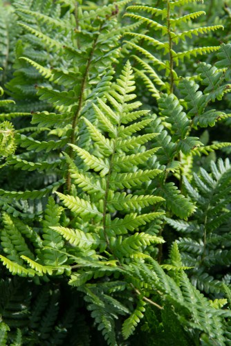 Dryopteris affinis are perfect for containers and also grow well in pots as they naturally grow under the canopy of trees