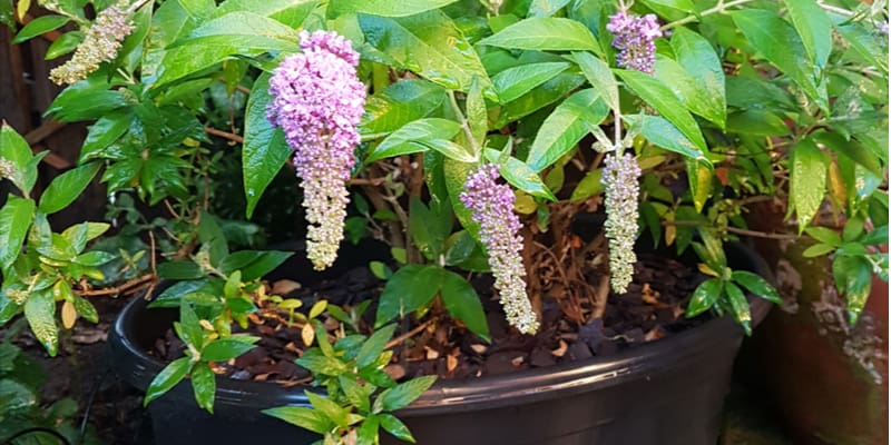 Dwarf Buddleia Butterfly Bushes and recommended varieties, general care, pruning and more
