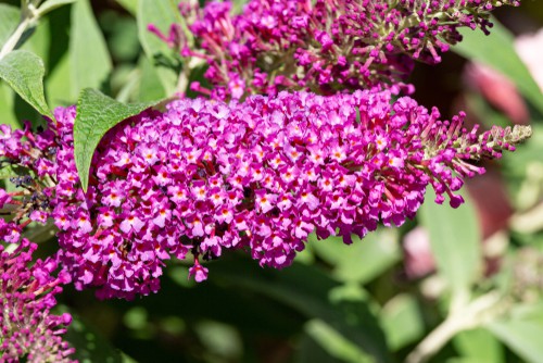 Dwarf Buddleia buzz is ideal for growing in pots