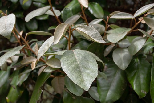 Elaeagnus ebbingei is a fast growing evergreen shrub