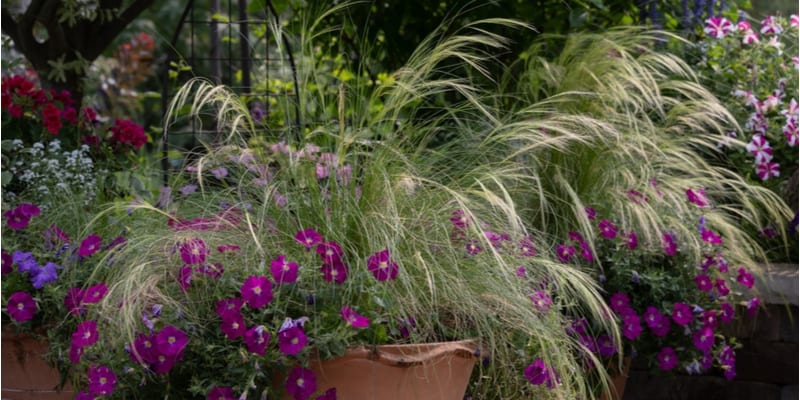 In this guide, I share some of my favorite evergreen grasses for containers and pots that are easy to grow and maintain