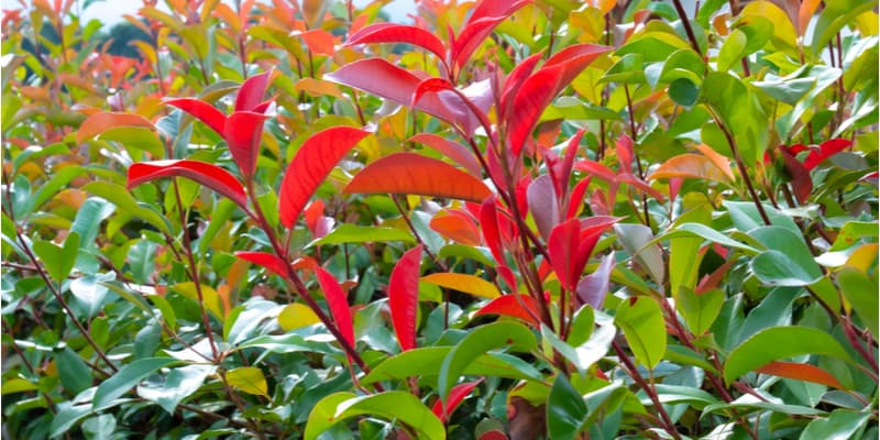 Fast Growing Evergreen Shrubs for Filling in Spaces Quickly
