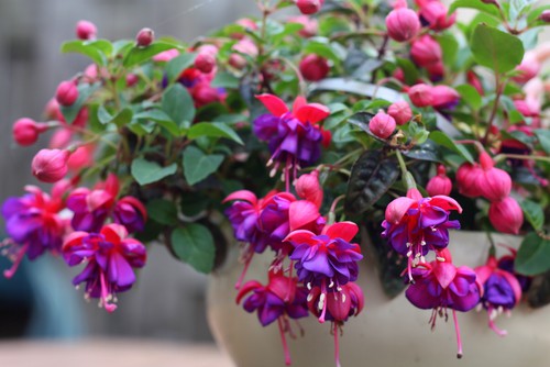 Fuchsias growing in containers are great for a more shady position of the garden